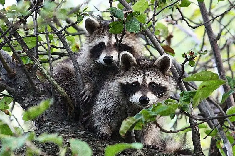 Mapaches en el árbol