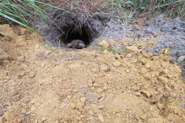 Tortuga en su madriguera