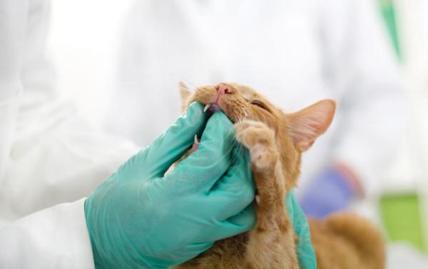 ¿Qué es la gingivitis en los gatos? - Tratamiento para la gingivitis en gatos