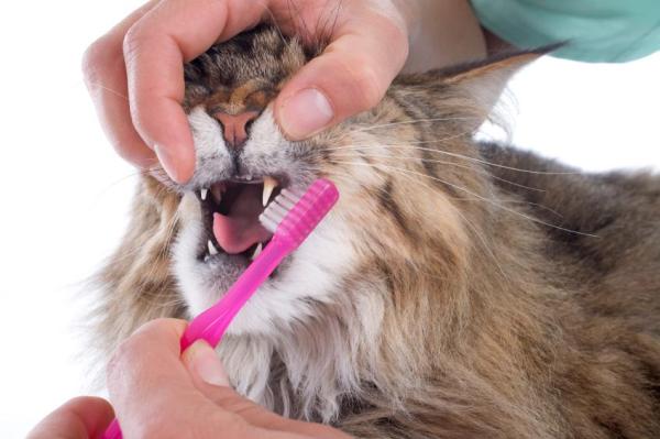 ¿Qué es la gingivitis en los gatos? - Cómo prevenir la gingivitis en gatos