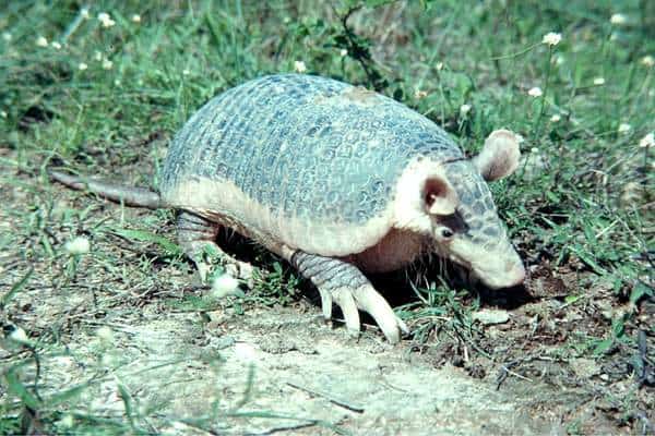 Armadillo gigante tirado en la hierba