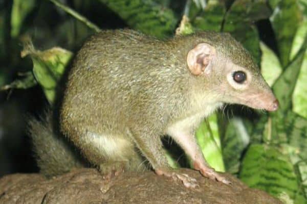 Arboleda común