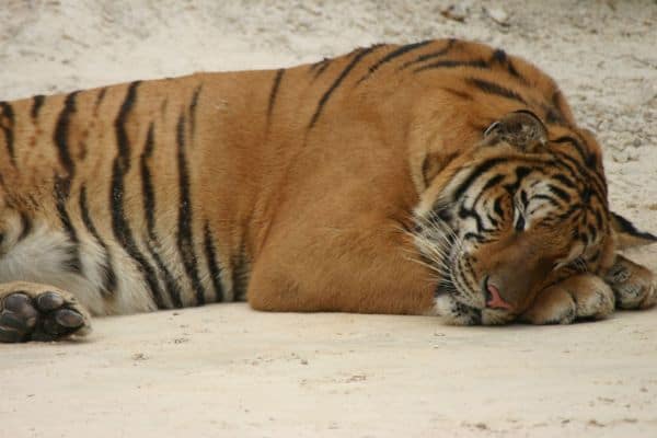 tigre dormido
