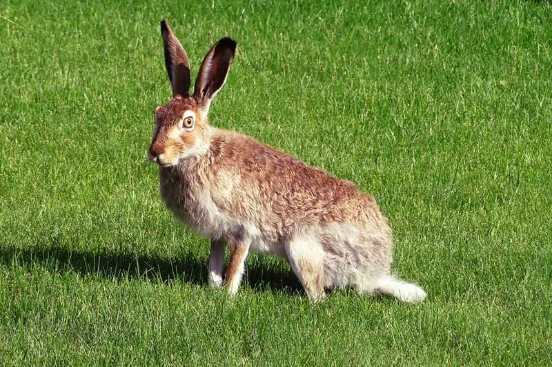 liebre marrón conejo