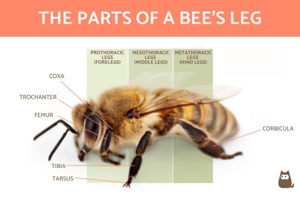 ¿Cuántas patas tiene una abeja?  - La estructura de las patas de las abejas. 