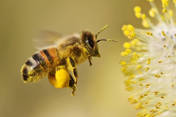 ¿Cuántas patas tiene una abeja?  - 