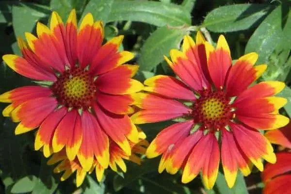flores de rueda de fuego
