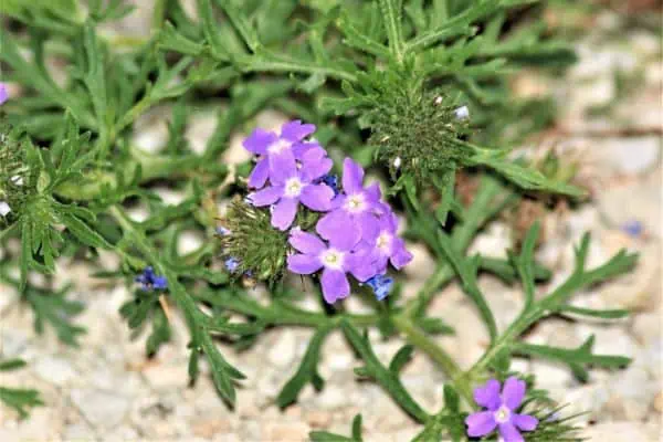 Flores de verbena de la pradera