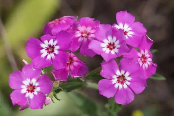flox de drummond