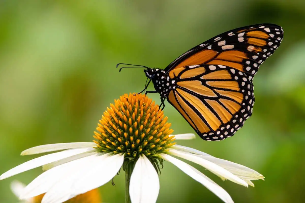 Mariposa monarca en flor