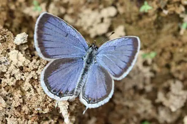 Mariposa azul de cola oriental