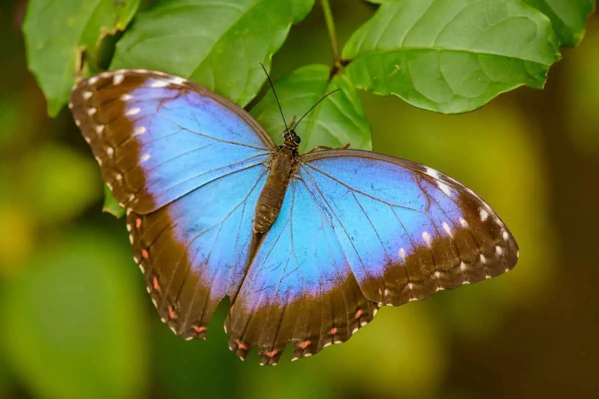 Mariposa morfo azul