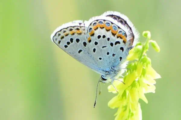 Melissa mariposa azul sobre flor amarilla