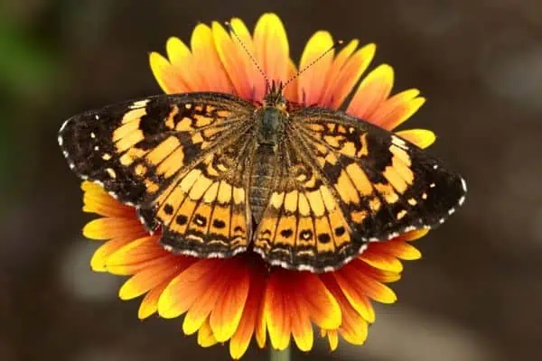 Mariposa creciente perla