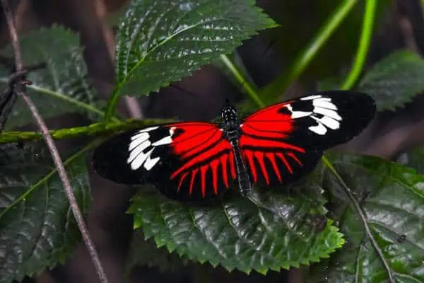 mariposa de madeira