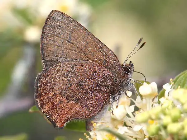 Mariposa enana marrón