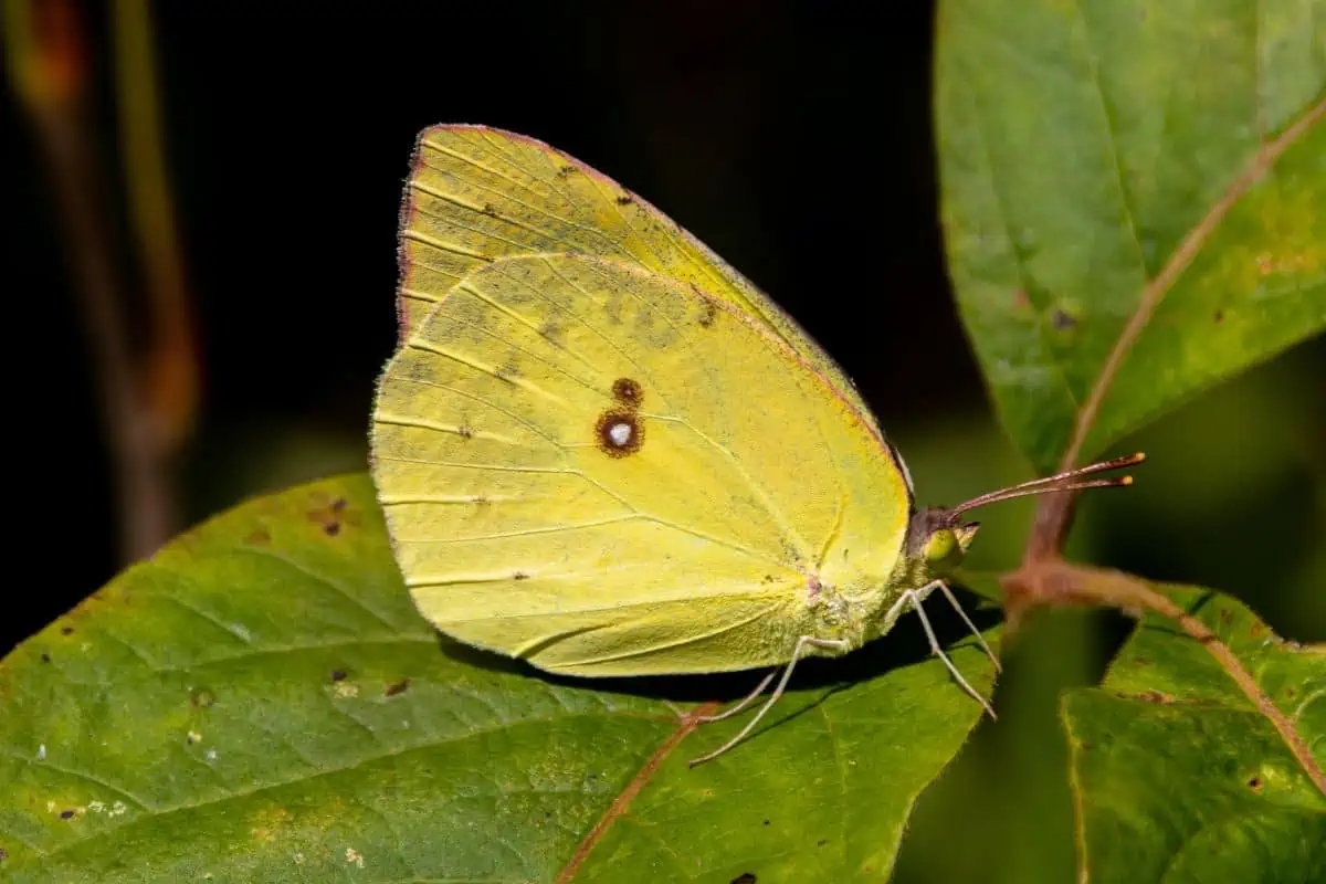 Mariposa de azufre despejada en la hoja