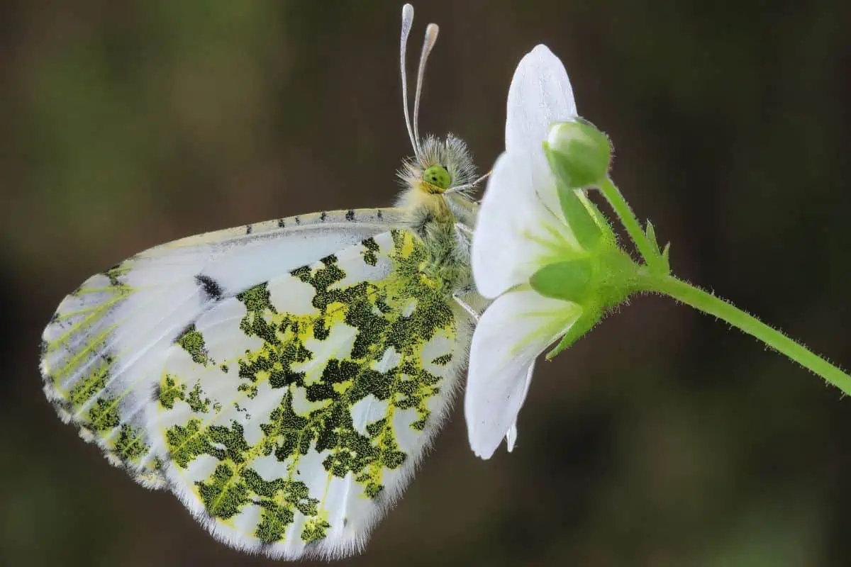 Mariposa de punta naranja posada