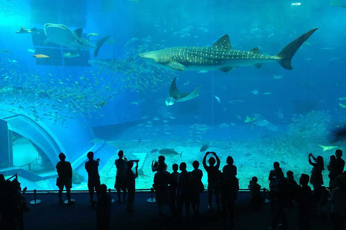 tiburón ballena acuario