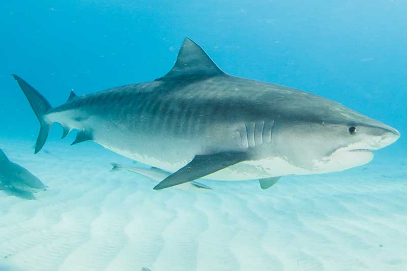 ¿Está Bien Acariciar a Un Tiburón? ¿está Bien Acariciar a Un Tiburón?