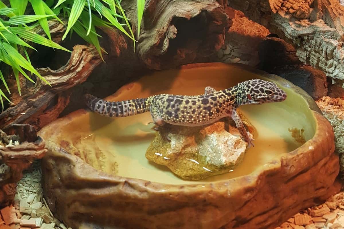 Gecko leopardo en plato de agua