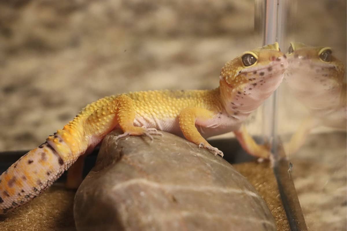 ¿Cuánto Cuesta Un Gecko Leopardo Al Mes? ¿cuánto Cuesta Un Gecko Leopardo Al Mes?