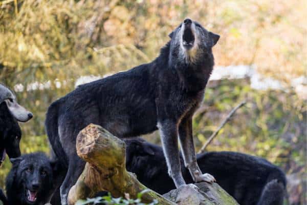 Lobo negro aullando