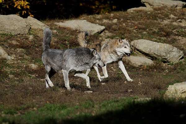 lobos de madera