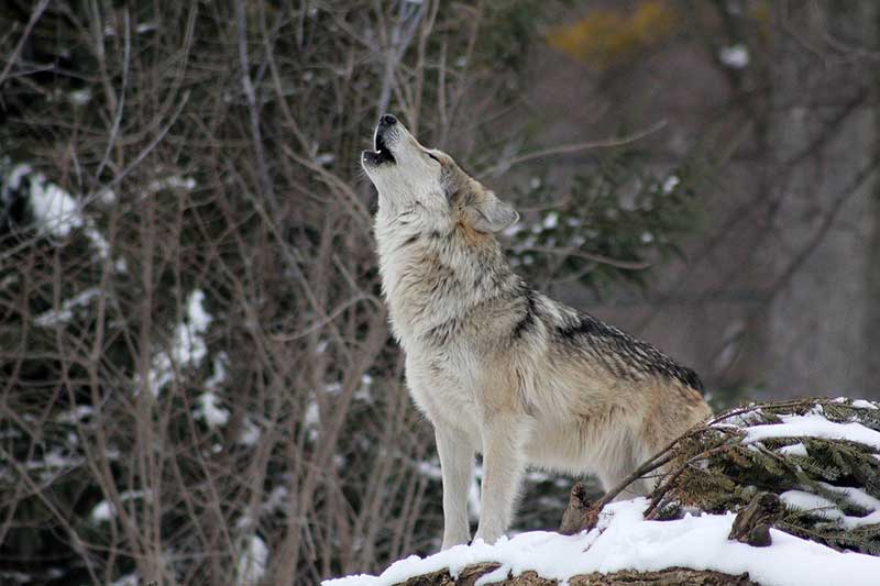 Simbolismo Del Lobo (significados E Interpretaciones)