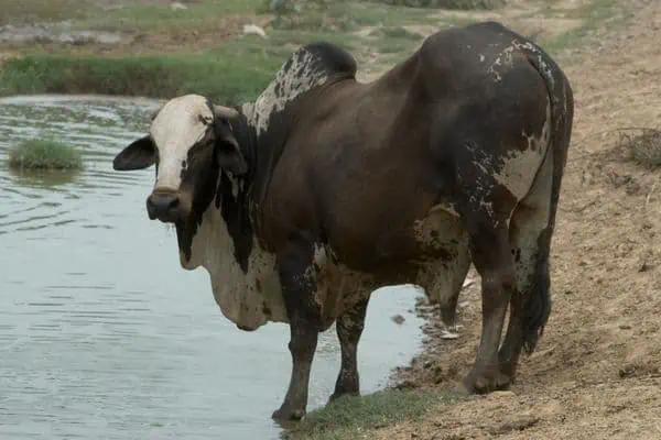 vaca domestica