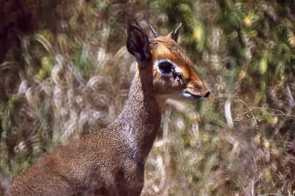 Dik dik