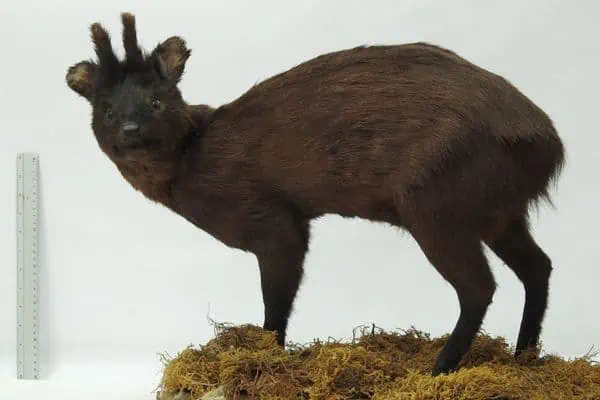pudú del norte