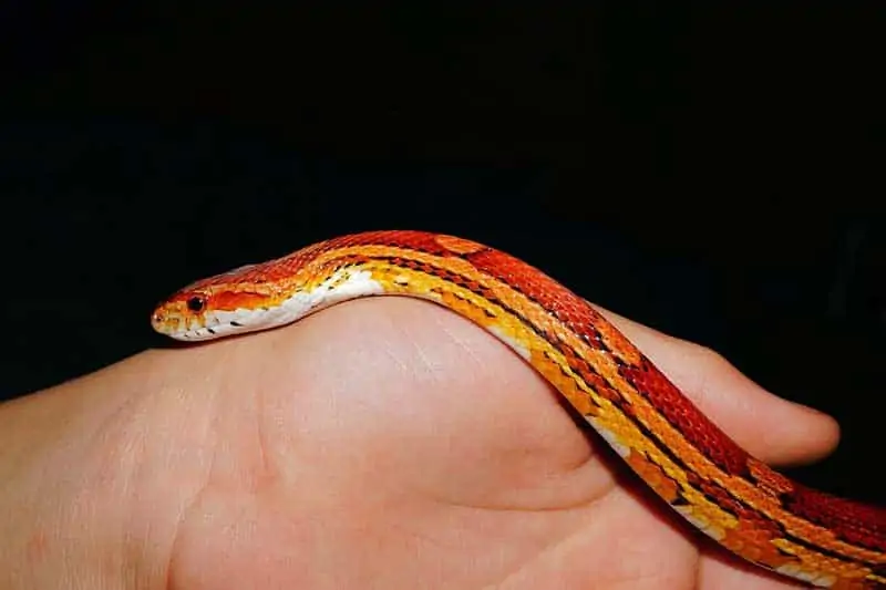Serpiente de maíz en mano