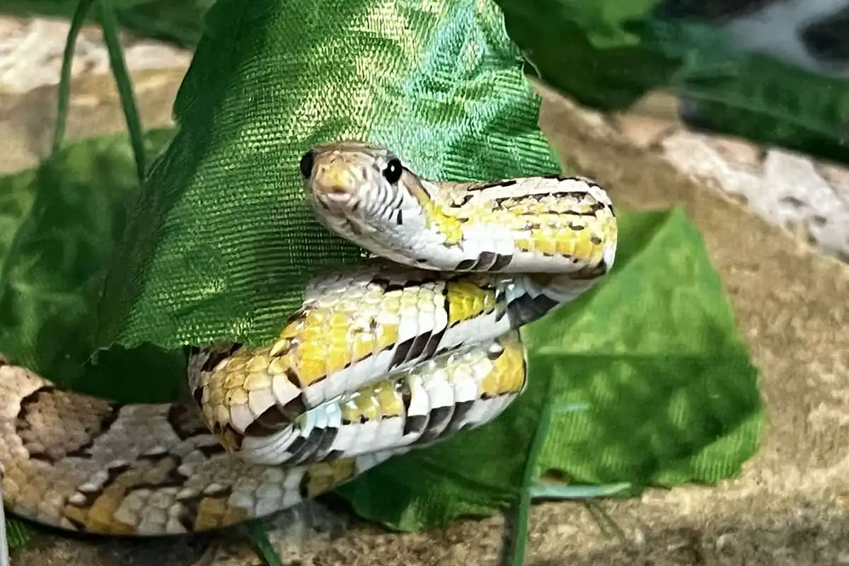 serpiente de maíz fantasma