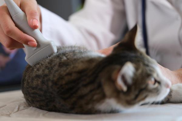 ¿Por qué mi gato no come ni bebe? - Enfermedades renales y hepáticas.