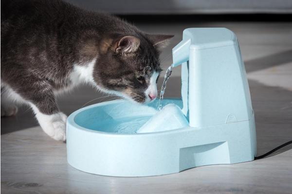 ¿Por qué mi gato no come ni bebe? - Aversión por el comedero o bebedero
