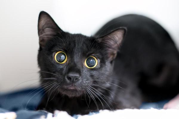 ¿Por qué mi gato no come ni bebe? - Ingestión de sustancias tóxicas.