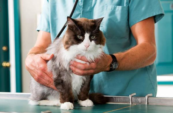 ¿Por qué mi gato no come ni bebe? - Infecciones virales o bacterianas.