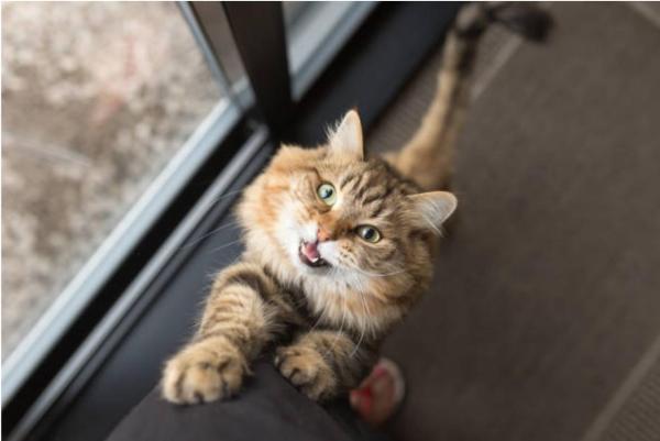 ¿Por qué mi gato no come ni bebe? - Estrés