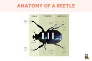 Anatomía Del Escarabajo: Partes Del Cuerpo De Los Escarabajos