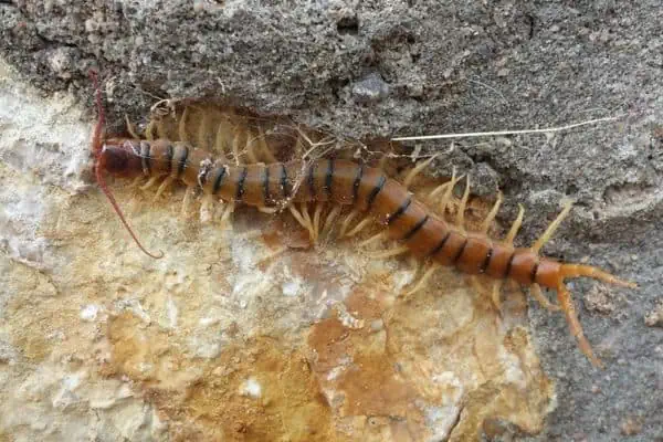 Ciempiés común del desierto