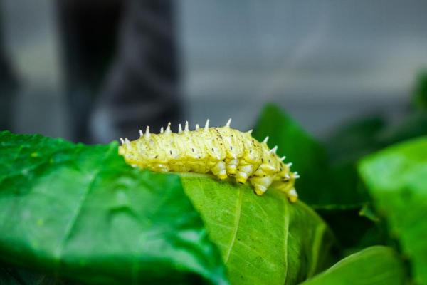 Tipos de gusanos de seda - Razas y especies - Polilla de seda Ailanthus (Philosamia cynthia)