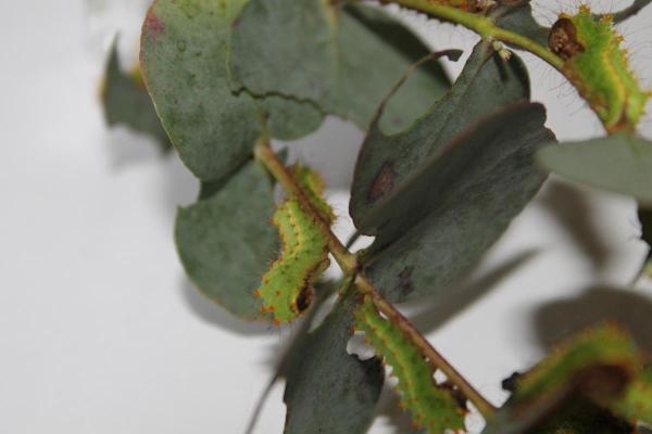 Tipos de gusanos de seda - Razas y especies - Polilla tussar del roble chino (Antheraea pernyi)