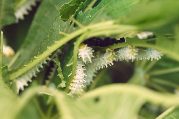 Tipos de gusanos de seda - Razas y especies - Eri Silkmoth (Samia ricini)
