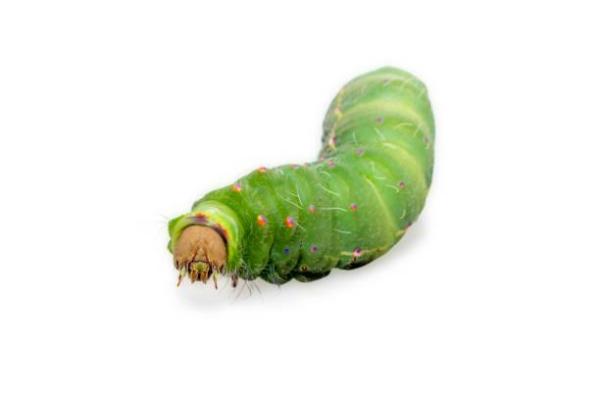 Tipos de gusanos de seda - Razas y especies - Tussore pequeño del sur de la India (Antheraea mylitta)