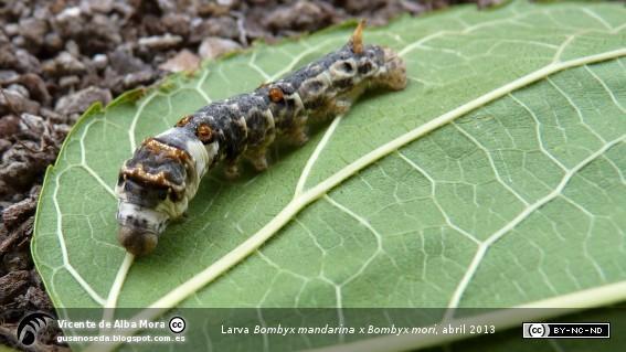 Tipos de gusanos de seda - Razas y especies - Polilla de seda salvaje (Bombyx mandarina)