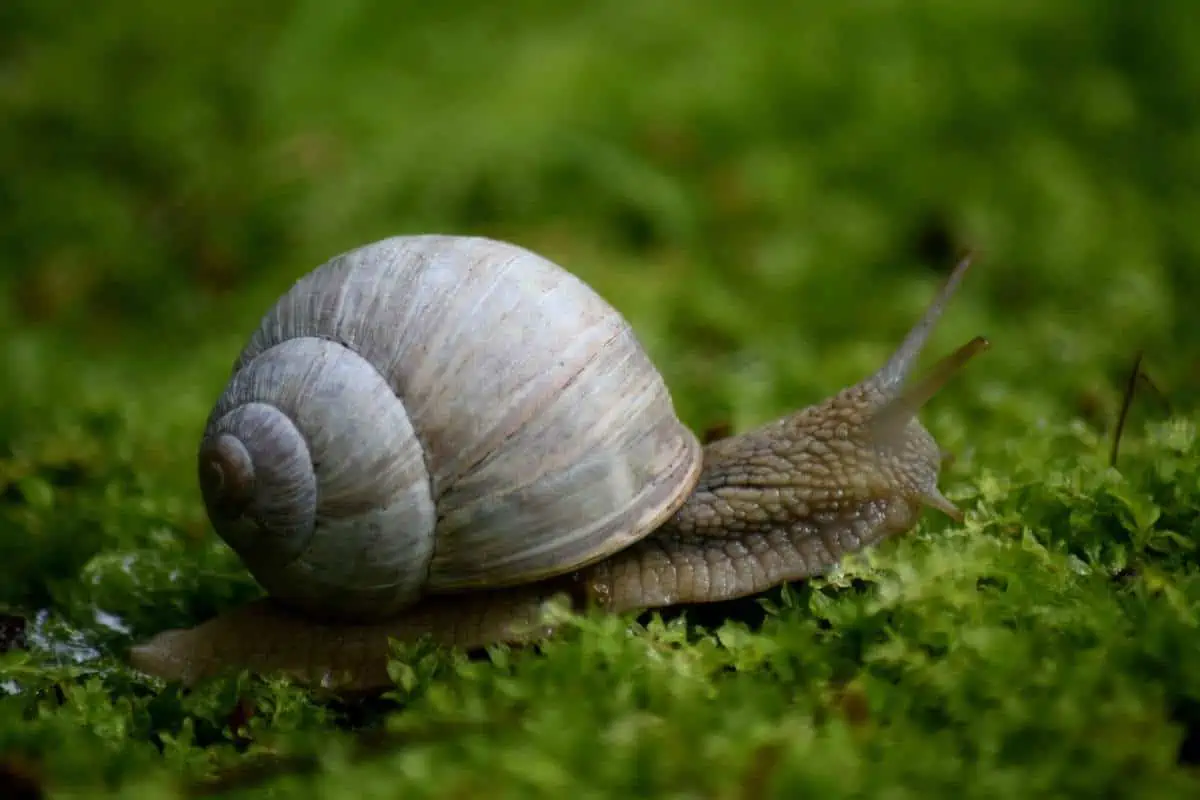 Caracol arrastrándose en musgo