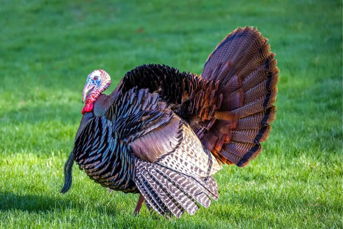 Pavo salvaje en el campo de hierba