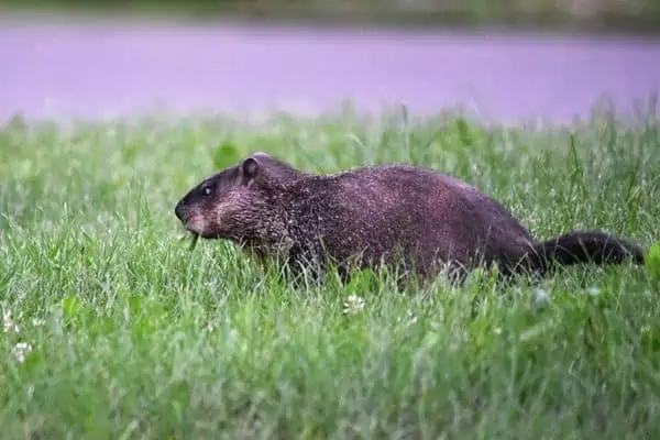 Marmota en la hierba