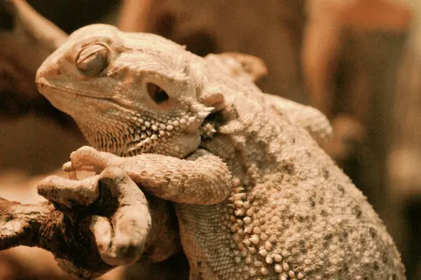 Dragón barbudo durmiendo